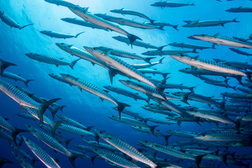 A school of Barracuda in blue water above a tropical coral reef