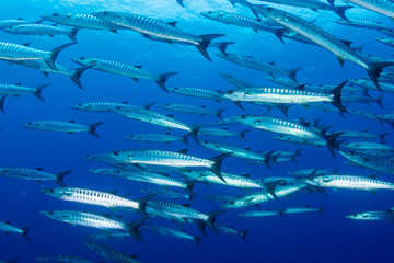 A school of Barracuda in blue water above a tropical coral reef