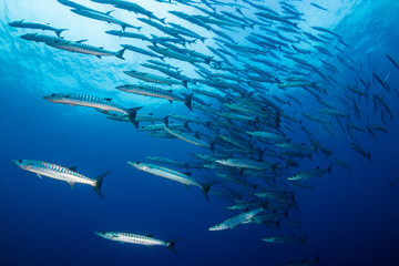 A school of Barracuda in blue water above a tropical coral reef
