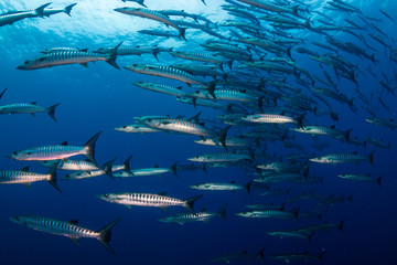 Fototapeta na wymiar A school of Barracuda in blue water above a tropical coral reef