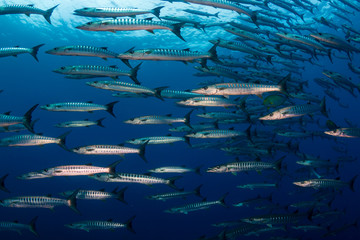 A school of Barracuda in blue water above a tropical coral reef