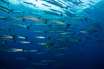 A school of Barracuda in blue water above a tropical coral reef