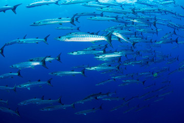 A school of Barracuda in blue water above a tropical coral reef