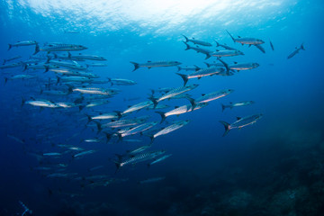 A school of Barracuda in blue water above a tropical coral reef