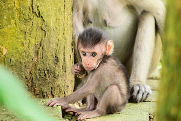 babies Macaca fascicularis (long-tailed macaques) or monkeys in the wild