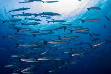 Obraz premium A school of Barracuda in blue water above a tropical coral reef