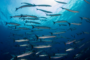 Obraz premium A school of Barracuda in blue water above a tropical coral reef