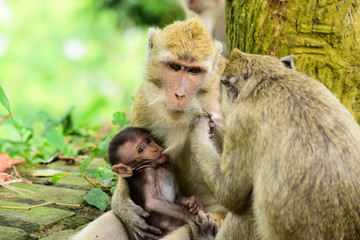 Macaca fascicularis (long-tailed monkey) or monkey in the wild