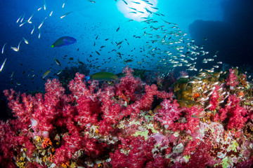 Beautiful soft corals on a tropical coral reef (Richelieu Rock, Thailand)