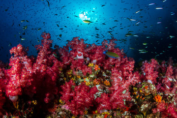 Fototapeta na wymiar Beautiful soft corals on a tropical coral reef (Richelieu Rock, Thailand)