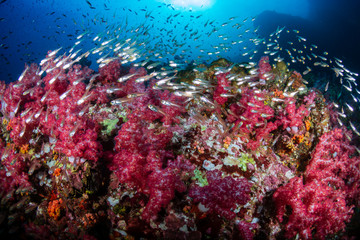 Beautiful soft corals on a tropical coral reef (Richelieu Rock, Thailand)