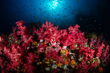 Naklejka na ściany i meble Beautiful soft corals on a tropical coral reef (Richelieu Rock, Thailand)