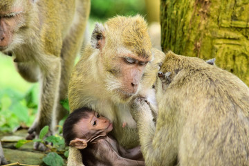 Macaca fascicularis (long-tailed monkey) or monkey in the wild