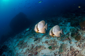 Fototapeta na wymiar Batfish on a dark, gloomy tropical coral reef
