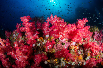 Beautiful soft corals on a tropical coral reef (Richelieu Rock, Thailand)