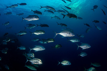 Fototapeta na wymiar Emperor and Trevally hunting on a tropical coral reef at dusk (Richelieu Rock, Thailand)