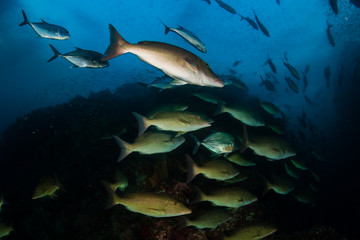 Emperor and Trevally hunting on a tropical coral reef at dusk (Richelieu Rock, Thailand)