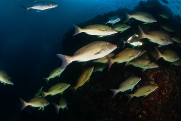 Fototapeta premium Emperor and Trevally hunting on a tropical coral reef at dusk (Richelieu Rock, Thailand)