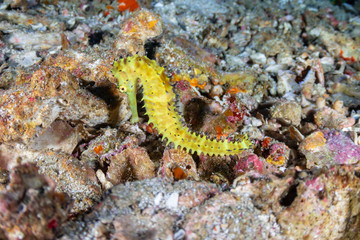 Bright yellow Thorny Seahorse on a tropical coral reef (Richelieu Rock)