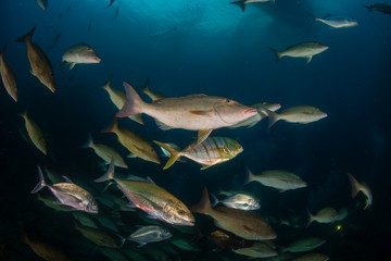 Emperor and Trevally hunting on a tropical coral reef at dusk (Richelieu Rock, Thailand)