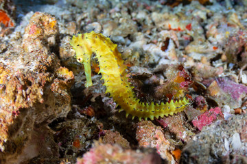 Bright yellow Thorny Seahorse on a tropical coral reef (Richelieu Rock)