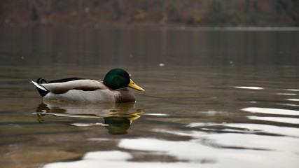 duck in the water