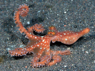Obraz na płótnie Canvas Incredible Underwater World - Starry night octopus - Callistoctopus luteus. Diving and underwater photography. Tulamben, Bali, Indonesia.
