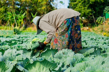 cabbage harvesting in the farm field