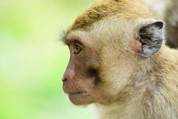  the face of Macaca fascicularis (long-tailed macaques) or monkeys in the wild