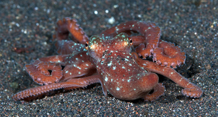 Incredible Underwater World - Starry night octopus - Callistoctopus luteus. Diving and underwater photography. Tulamben, Bali, Indonesia.