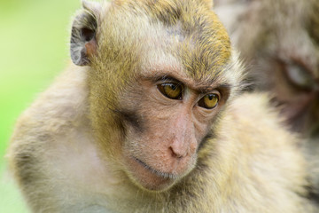  the face of Macaca fascicularis (long-tailed macaques) or monkeys in the wild