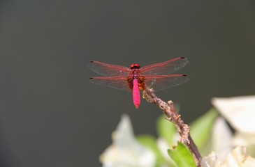 Pretty Pink Dragonfly
