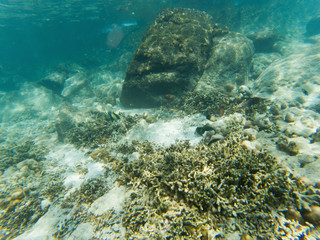 underwater marine life on coral reefs