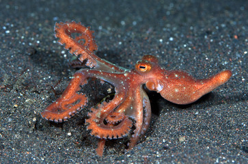 Incredible Underwater World - Starry night octopus - Callistoctopus luteus. Diving and underwater photography. Tulamben, Bali, Indonesia.