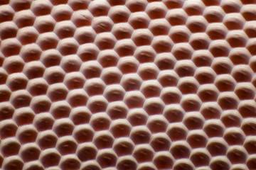 Extreme magnification - Fly compound eye at microscope, 100x magnification