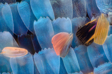 Extreme magnification - Butterfly wingm Blue morpho (morpho peleides) wing, 50:1 magnification