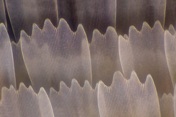 Extreme magnification - Butterfly wing under the microscope, 100x magnification