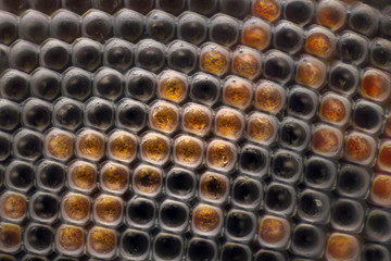 Extreme magnification - Fly compound eye at microscope, 100x magnification