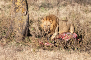 Lion with buffalo carcass at Lake Nakuru