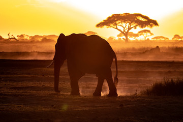 Fototapeta na wymiar Elephant walking through Amboseli at sunset