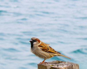 sparrow at the seaside