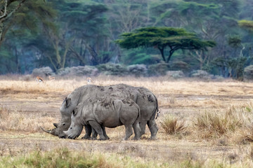 Mother and baby rhino in the fever tree forest of Lake Nakuru © Rixie