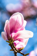 Blüte magnolie Makro mit bokeh