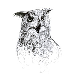 owl