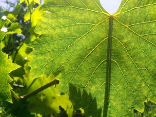 paints of summer and heat - grape leaf in the sunlight