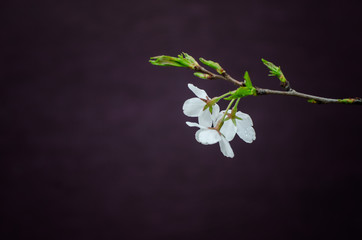 Pear Blossoms in Spring