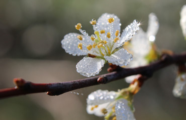 Beautiful dew covered single white flower of Prunus spinosa on a spring morning.