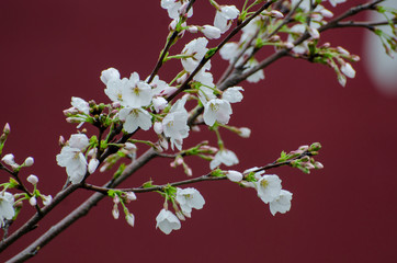 Pear Blossoms in Spring