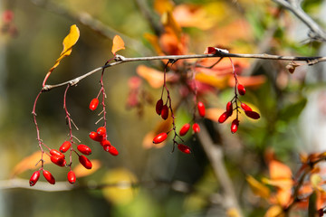 Branch of ripe barberry