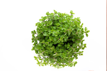 Fototapeta na wymiar Fresh green spices isolated on white background, top view.